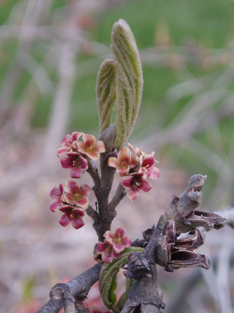 Hamamelis vernalis (Ozark witch-hazel) #32871