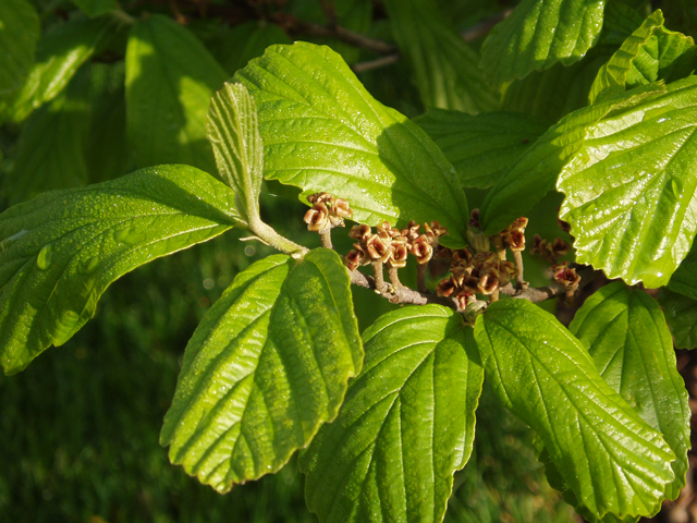 Hamamelis vernalis (Ozark witch-hazel) #32873