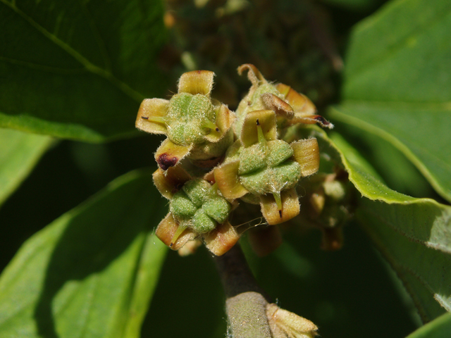 Hamamelis vernalis (Ozark witch-hazel) #32874