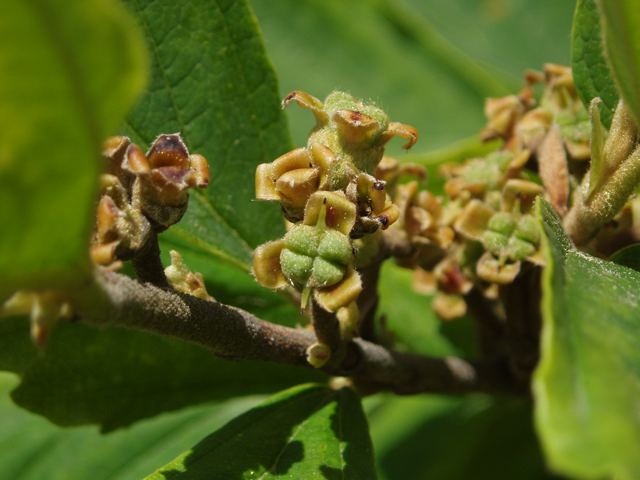 Hamamelis vernalis (Ozark witch-hazel) #32875