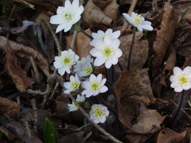 Hepatica nobilis var. acuta (Sharplobe hepatica) #32884