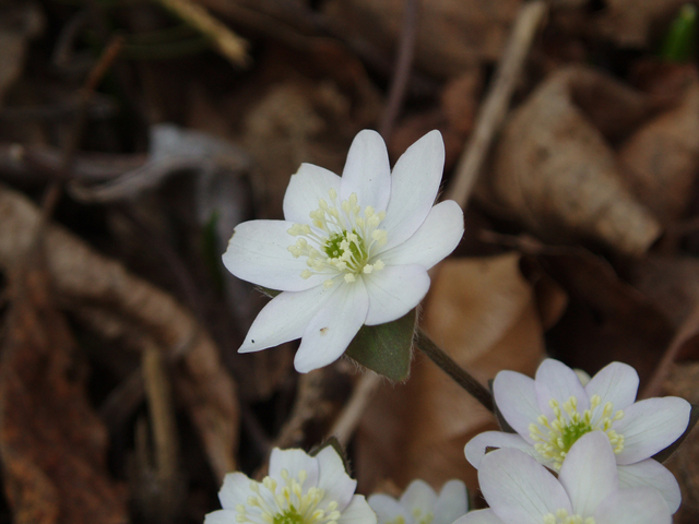 Hepatica nobilis var. acuta (Sharplobe hepatica) #32885