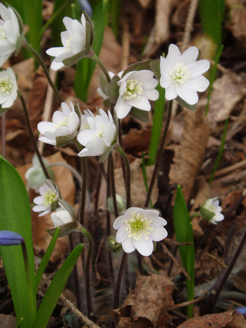 Hepatica nobilis var. acuta (Sharplobe hepatica) #32886