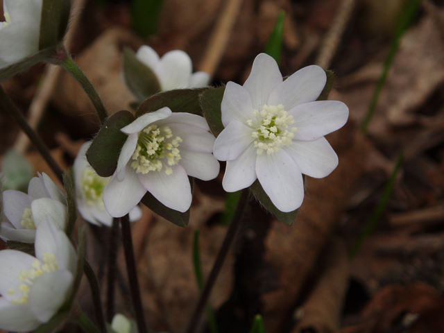 Hepatica nobilis var. acuta (Sharplobe hepatica) #32887