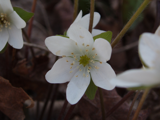 Hepatica nobilis var. acuta (Sharplobe hepatica) #32888