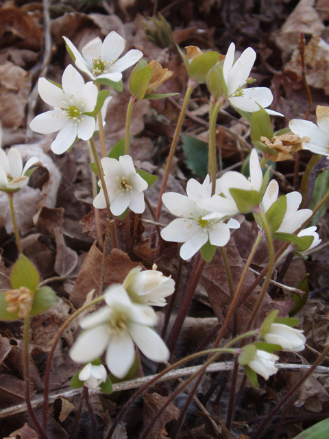 Hepatica nobilis var. acuta (Sharplobe hepatica) #32889