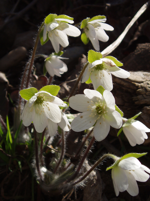 Hepatica nobilis var. acuta (Sharplobe hepatica) #32890