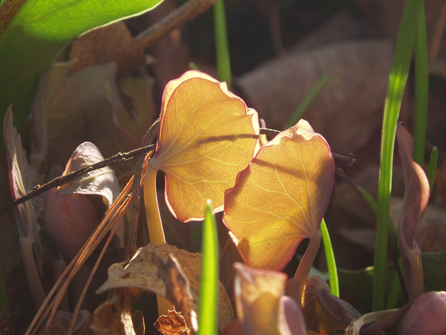 Jeffersonia diphylla (Twinleaf) #32900