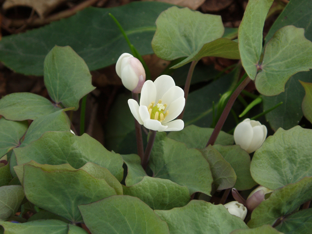 Jeffersonia diphylla (Twinleaf) #32902