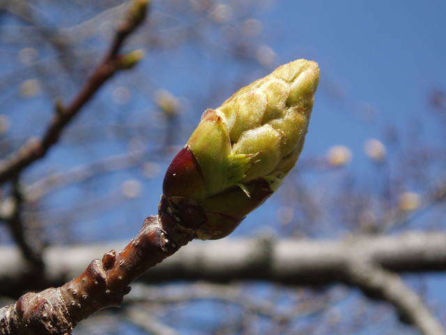 Liquidambar styraciflua (Sweetgum) #32917