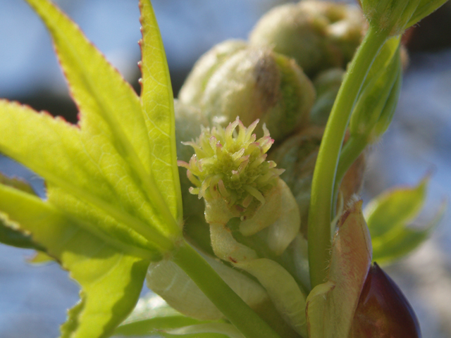 Liquidambar styraciflua (Sweetgum) #32923