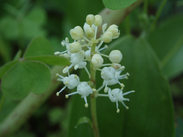 Maianthemum canadense (Canada mayflower) #32928