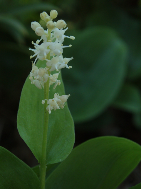 Maianthemum canadense (Canada mayflower) #32930