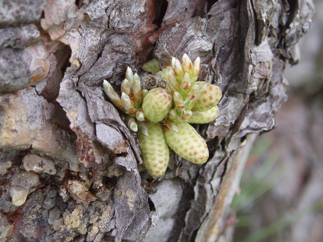 Pinus rigida (Pitch pine) #32975