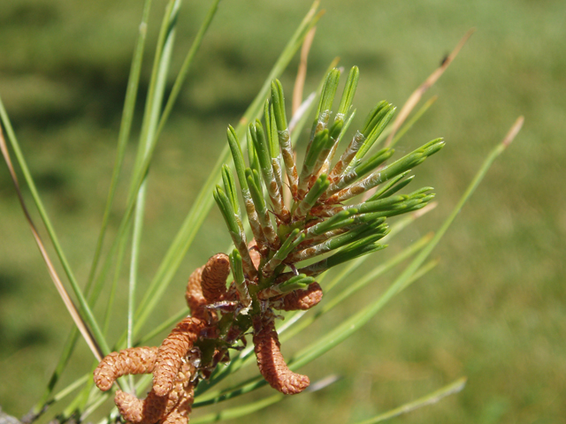 Pinus rigida (Pitch pine) #32980