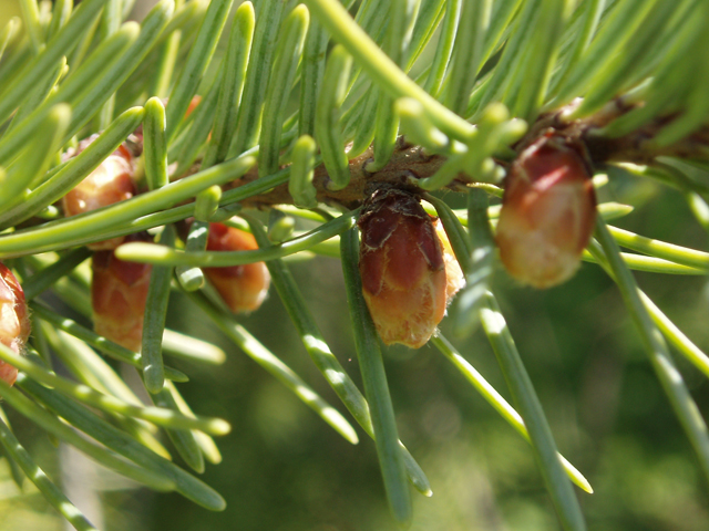 Pseudotsuga menziesii var. glauca (Rocky mountain douglas fir) #32985