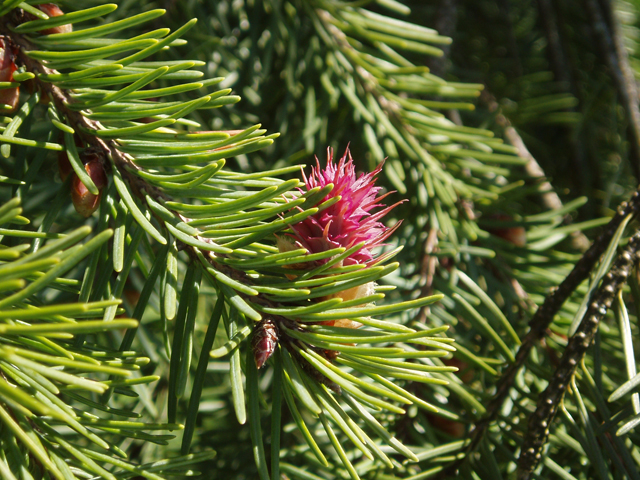 Pseudotsuga menziesii var. glauca (Rocky mountain douglas fir) #32986