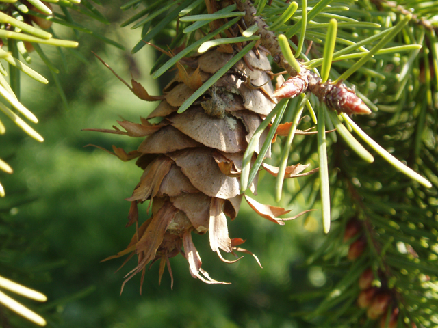 Pseudotsuga menziesii var. glauca (Rocky mountain douglas fir) #32987