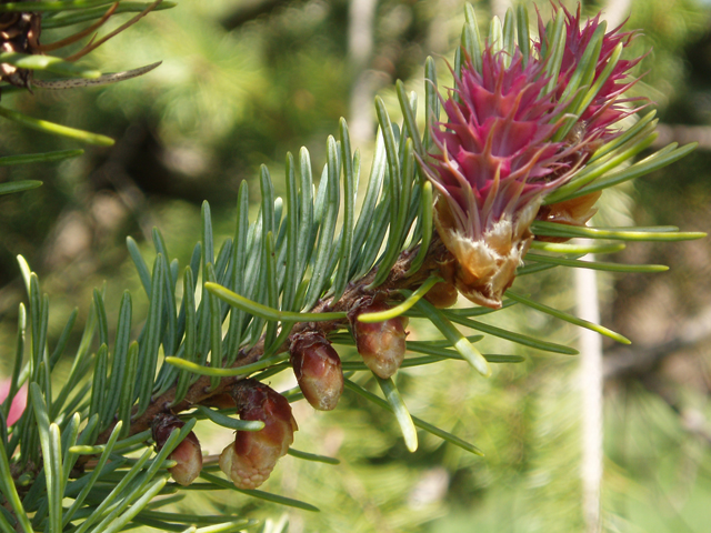 Pseudotsuga menziesii var. glauca (Rocky mountain douglas fir) #32988