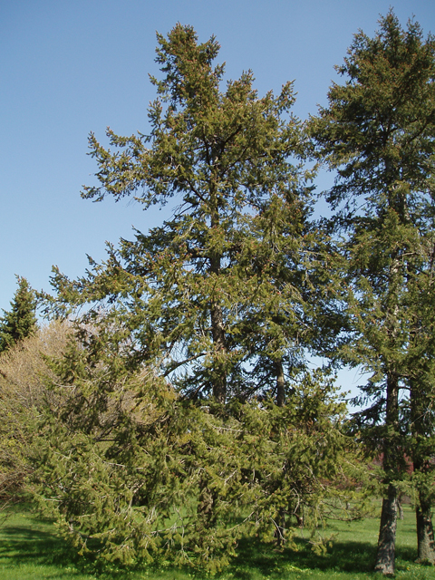 Pseudotsuga menziesii var. glauca (Rocky mountain douglas fir) #32990