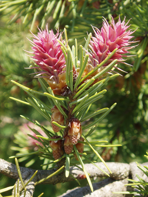 Pseudotsuga menziesii var. glauca (Rocky mountain douglas fir) #32991