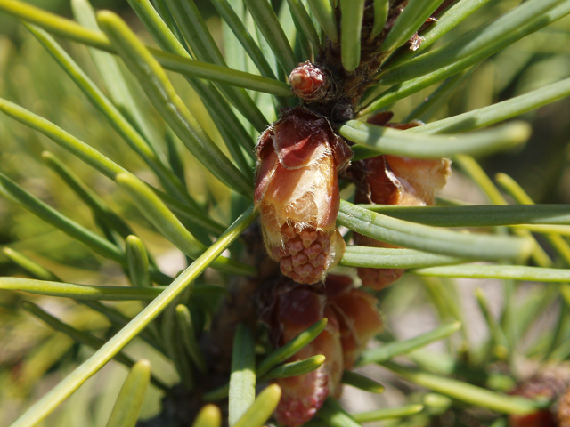 Pseudotsuga menziesii var. glauca (Rocky mountain douglas fir) #32992