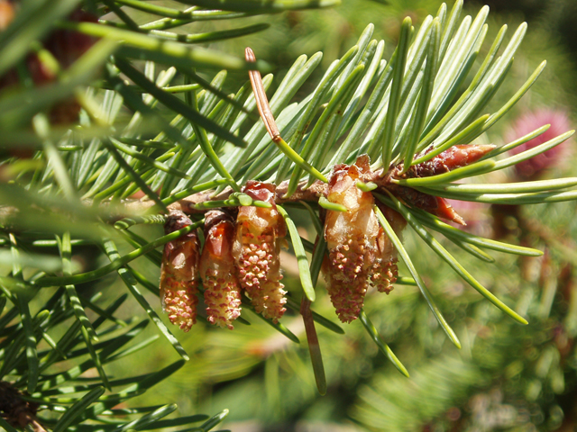 Pseudotsuga menziesii var. glauca (Rocky mountain douglas fir) #32993