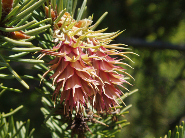 Pseudotsuga menziesii var. glauca (Rocky mountain douglas fir) #32995