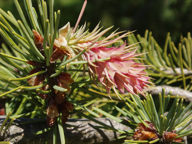 Pseudotsuga menziesii var. glauca (Rocky mountain douglas fir) #32996