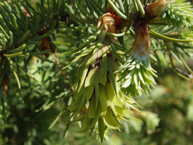 Pseudotsuga menziesii var. glauca (Rocky mountain douglas fir) #32997