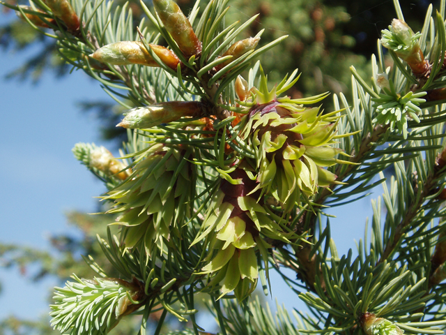 Pseudotsuga menziesii var. glauca (Rocky mountain douglas fir) #32998