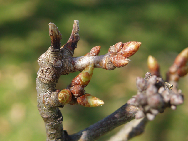 Quercus imbricaria (Shingle oak) #33002