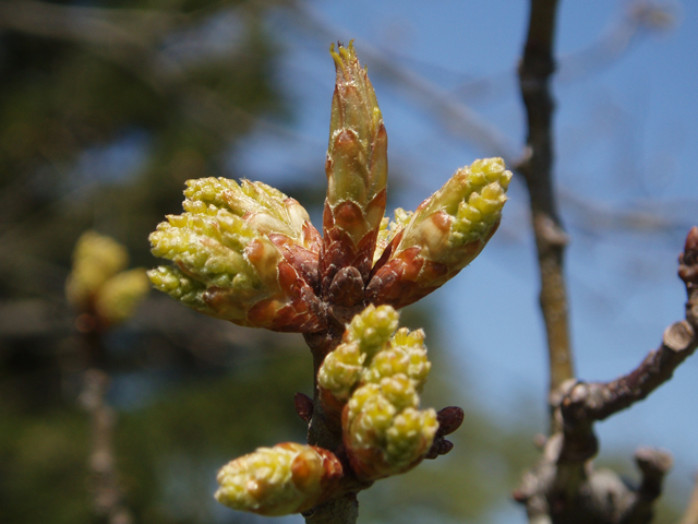 Quercus imbricaria (Shingle oak) #33003