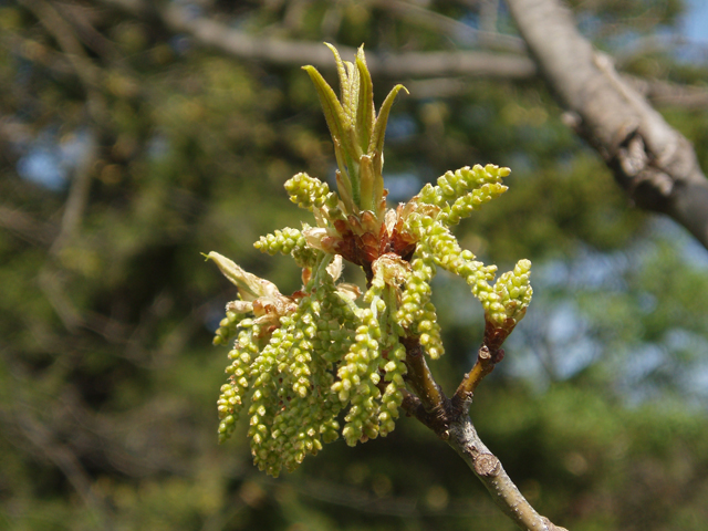 Quercus imbricaria (Shingle oak) #33005