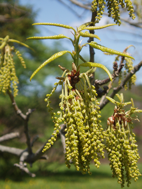 Quercus imbricaria (Shingle oak) #33006