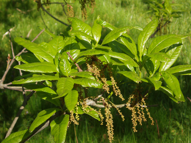 Quercus imbricaria (Shingle oak) #33007