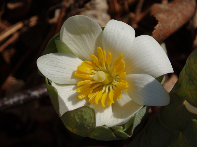 Sanguinaria canadensis (Bloodroot) #33018