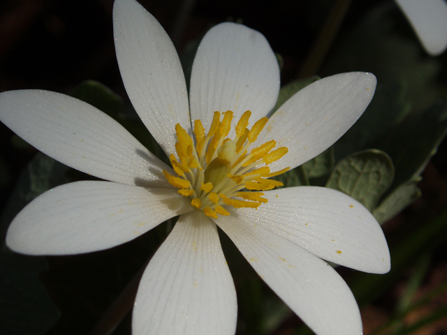 Sanguinaria canadensis (Bloodroot) #33019