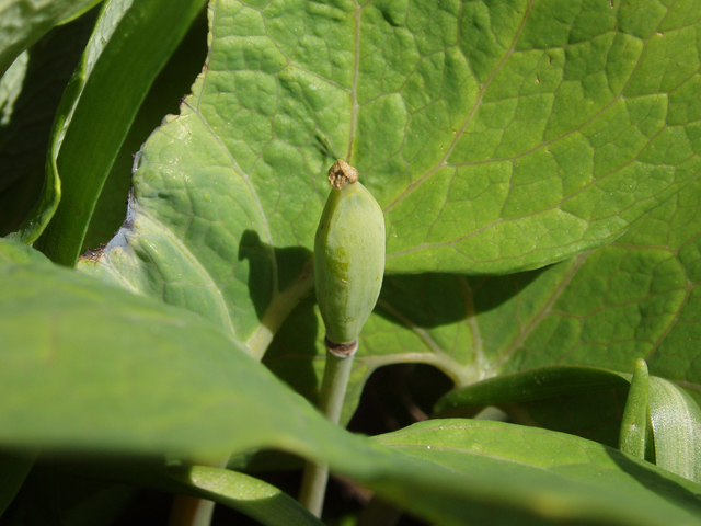 Sanguinaria canadensis (Bloodroot) #33024