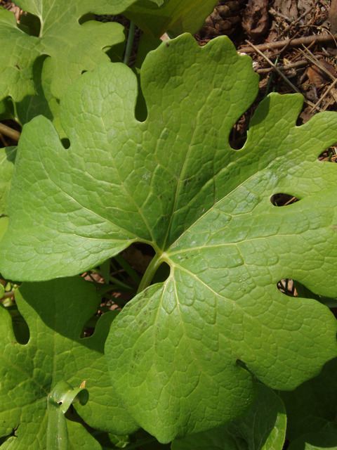 Sanguinaria canadensis (Bloodroot) #33027