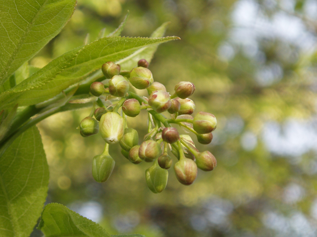 Staphylea trifolia (American bladdernut) #33037