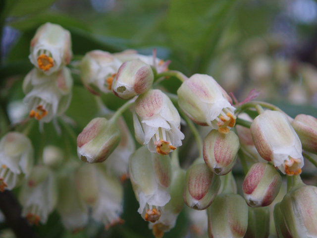 Staphylea trifolia (American bladdernut) #33040