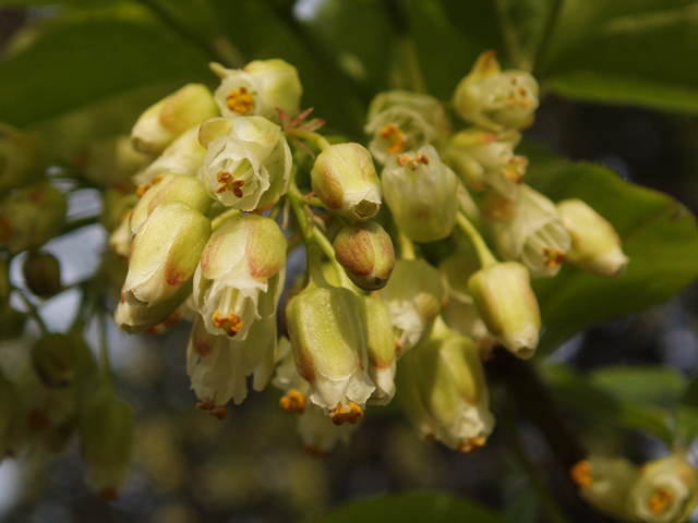 Staphylea trifolia (American bladdernut) #33041