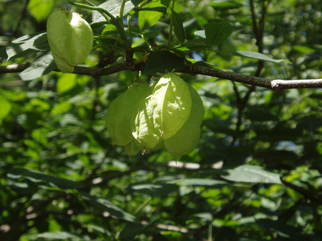 Staphylea trifolia (American bladdernut) #33046