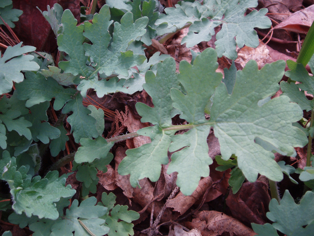 Stylophorum diphyllum (Celandine poppy) #33030