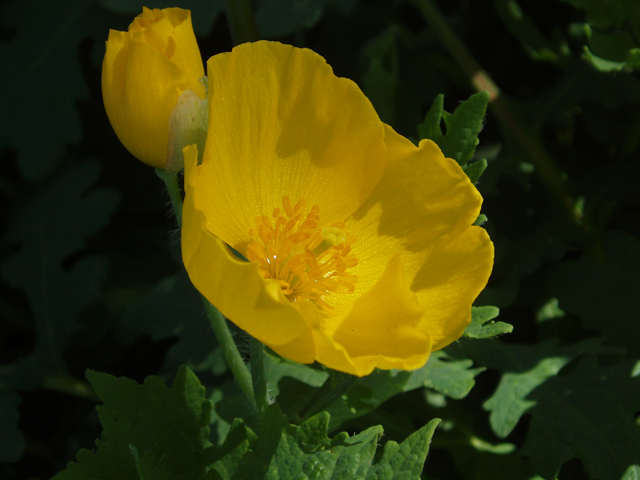 Stylophorum diphyllum (Celandine poppy) #33031