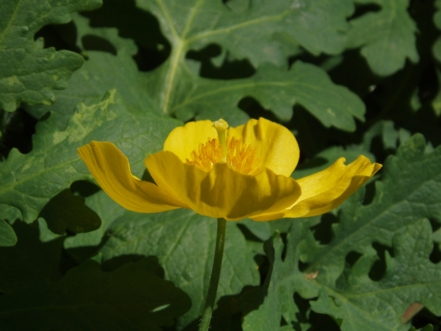 Stylophorum diphyllum (Celandine poppy) #33032