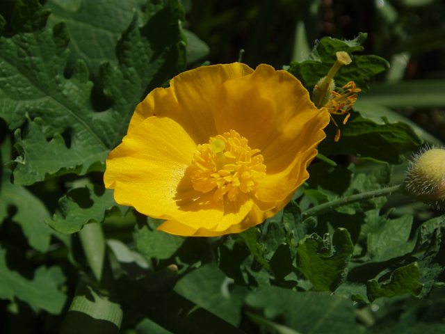 Stylophorum diphyllum (Celandine poppy) #33033