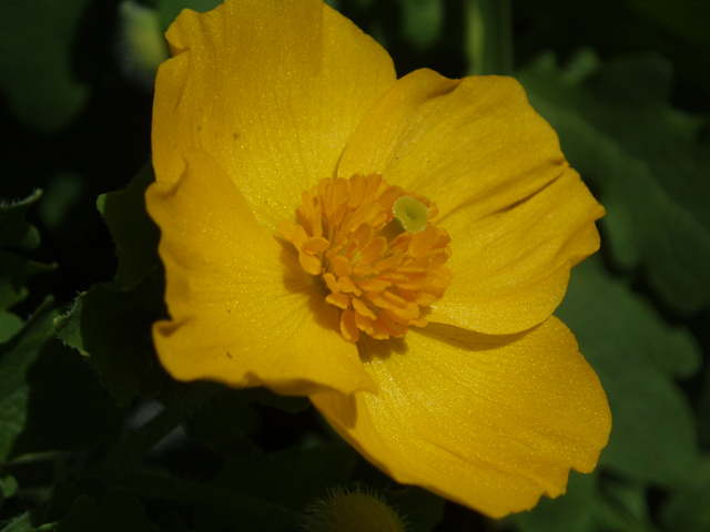 Stylophorum diphyllum (Celandine poppy) #33034