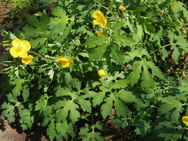 Stylophorum diphyllum (Celandine poppy) #33036